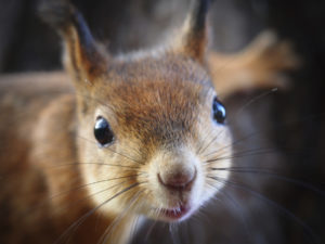 Animal stuck in a chimney Champion Chimneys