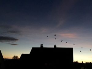 Can You Make Peace with Chimney Swifts? 