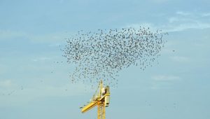 when chimney swifts nest in maryland champion chimneys