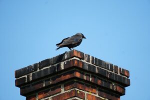 How to Keep Animals Out of Your Chimney champion chimneys